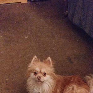 Meet your Posher, Pat